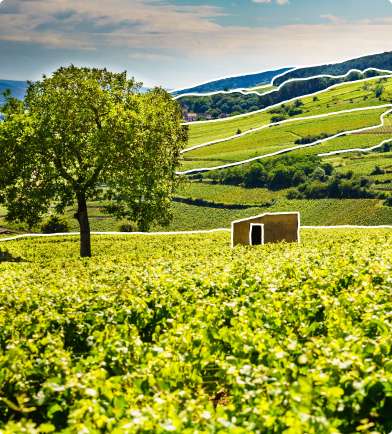 Bourgogne Franche Comté